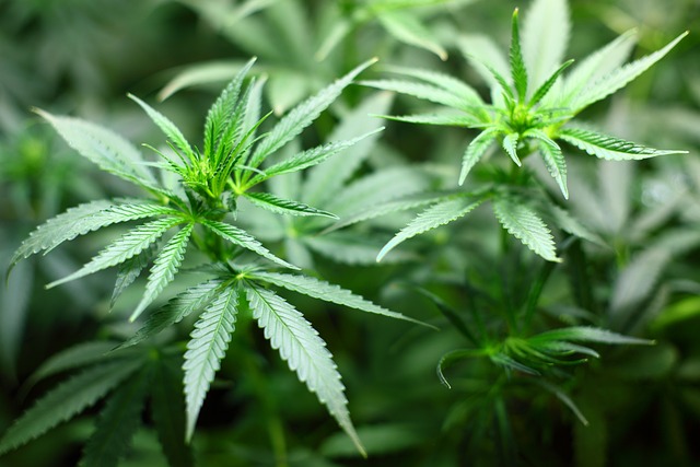 Versorgung mit Medizinal-Cannabis